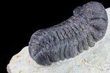 Bargain, Austerops Trilobite - Ofaten, Morocco #80673-4